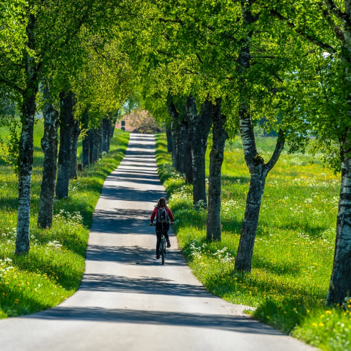 Allee mit Radfahrer