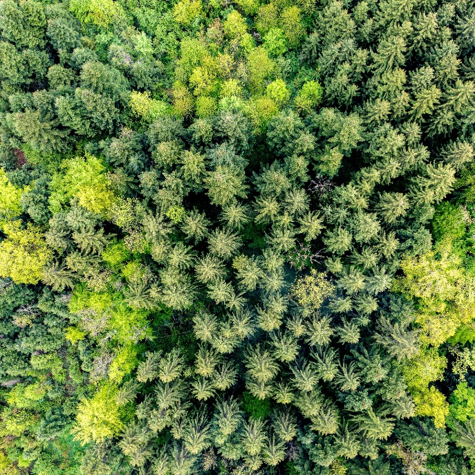 Wald von Oben