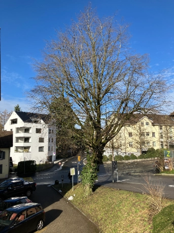 Alte Hainbuche auf dem Grundstück der Ägeristrasse 56 in Zug.