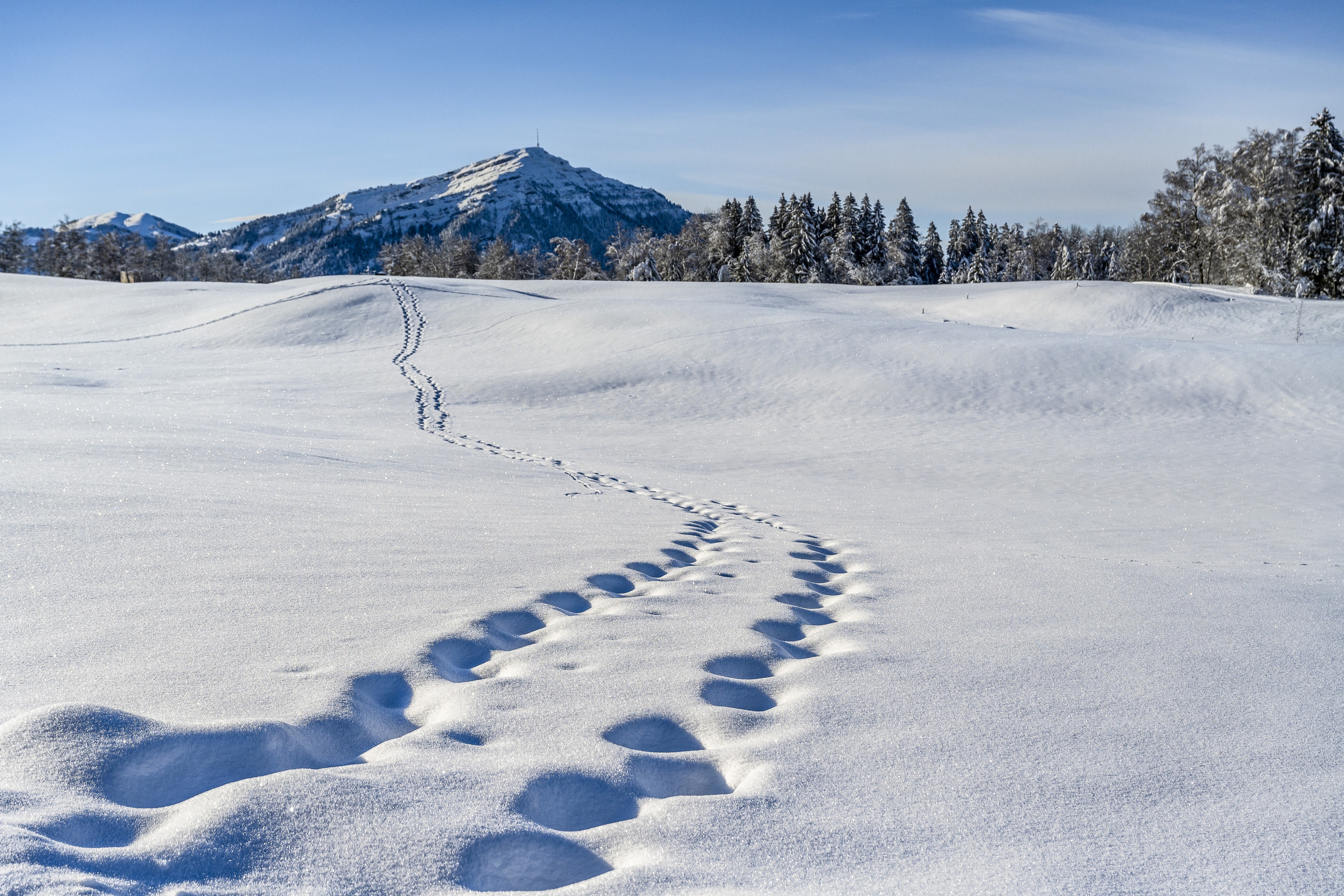 Im Winter auf dem Walchwilerberg im Hanenguetschli, dank geringer Steilheit ohne Lawinengefahr