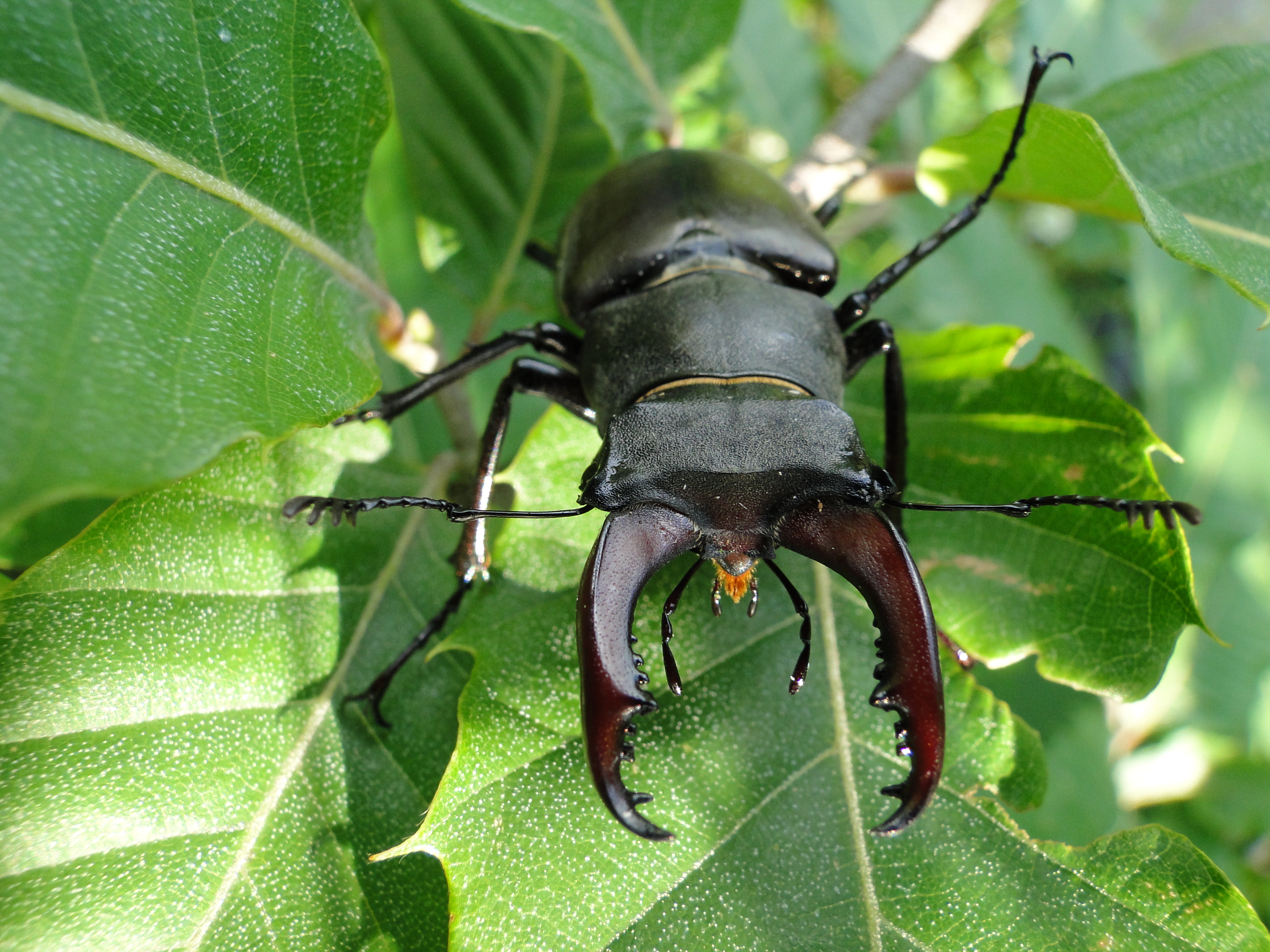Hirschkäfer in Walchwil
